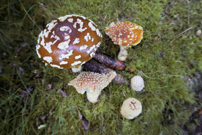 Amanita regalis – Königs-Fliegenpilz, diese Pilze sind wunderschön