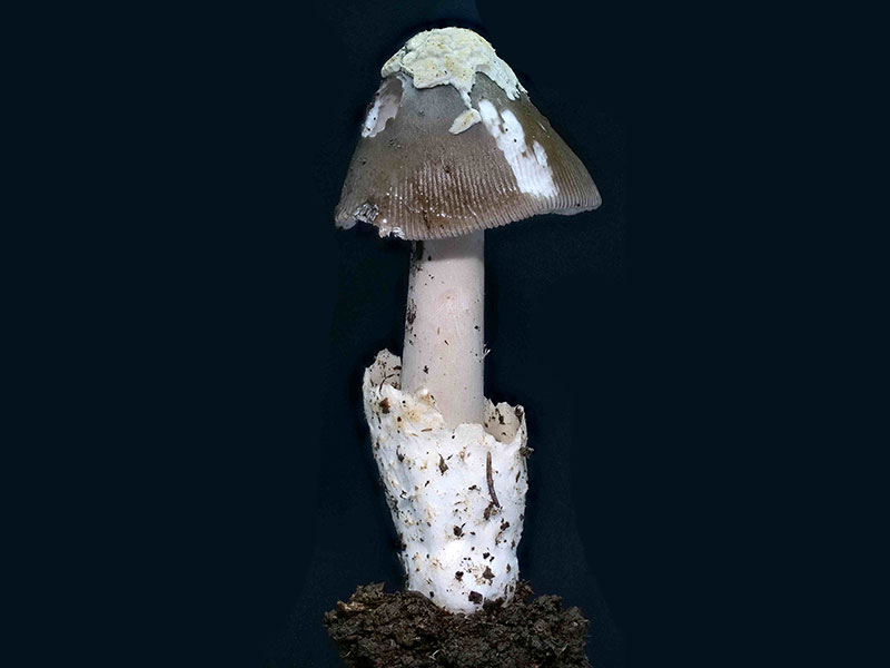 Amanita vaginata – Grauer Scheidenstreifling, Pilzschule-Vogtland