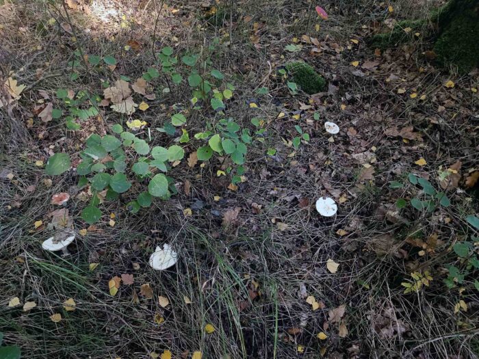 Amanita citrina – Gelber Knollenblätterpilz, Fundort an einem Waldrand