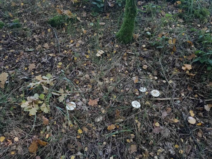 Amanita citrina – Gelber Knollenblätterpilz, Fundort in einem Mischwald