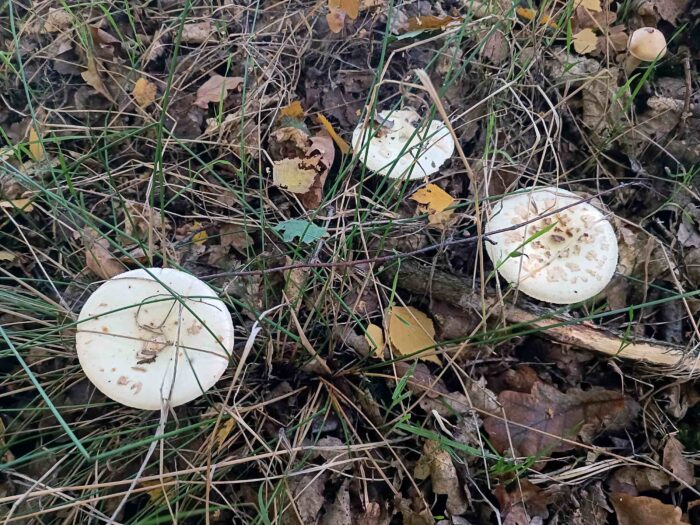 Amanita citrina – Gelber Knollenblätterpilz, das helle Gelb wirkt manchmal fluoreszierend