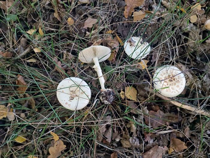 Amanita citrina – Gelber Knollenblätterpilz, Gruppe im Herbstwald