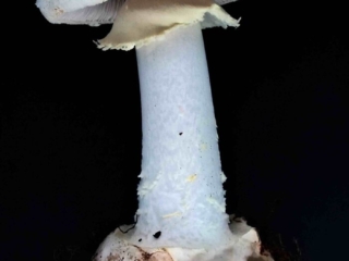 Amanita citrina – Gelber Knollenblätterpilz, alle typischen Merkmale sind sichtbar