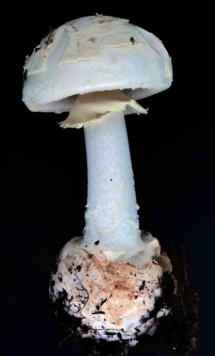 Amanita citrina – Gelber Knollenblätterpilz, alle typischen Merkmale sind sichtbar