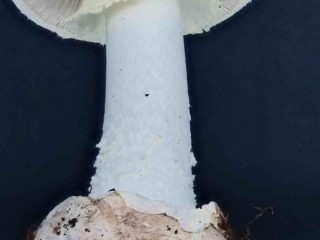 Amanita citrina – Gelber Knollenblätterpilz, der Manschette ist glatt