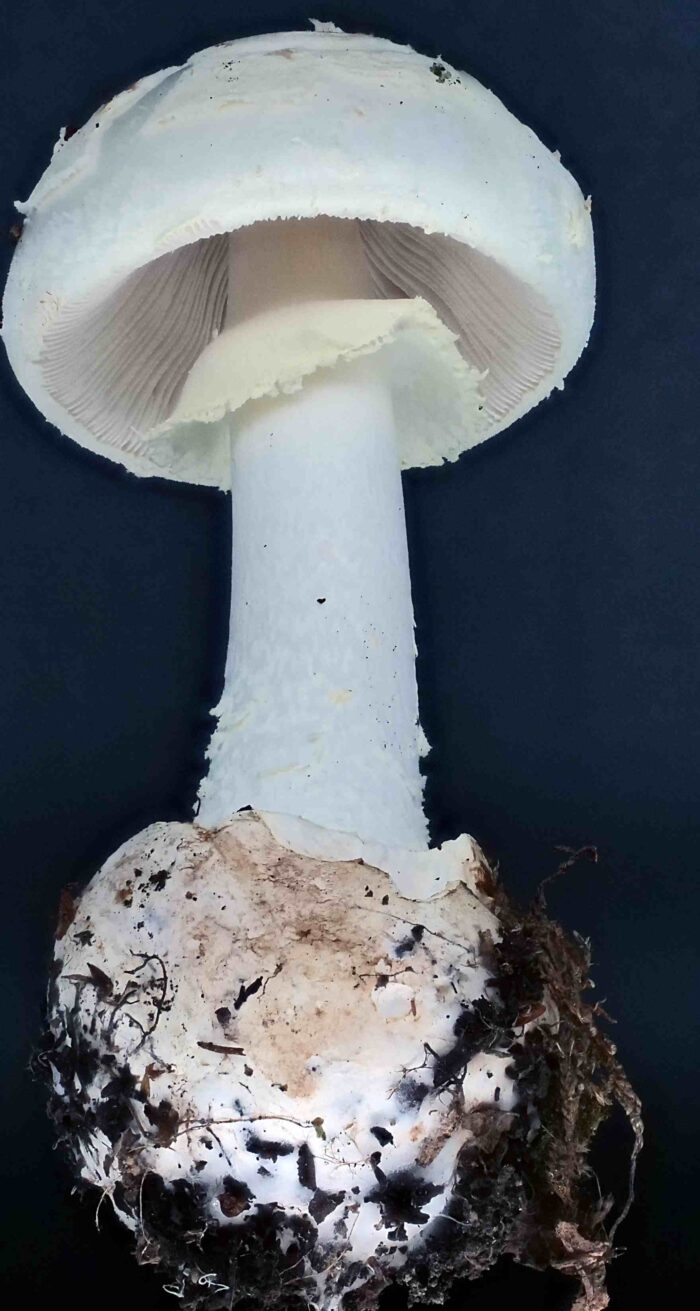 Amanita citrina – Gelber Knollenblätterpilz, der Manschette ist glatt