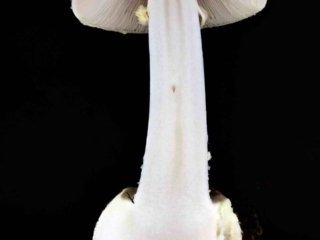 Amanita citrina – Gelber Knollenblätterpilz, Längsschnitt