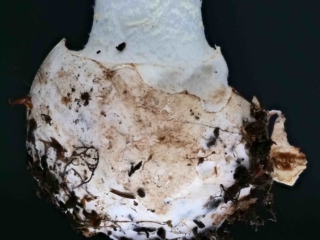 Amanita citrina – Gelber Knollenblätterpilz, markant ist die gerandet abgesetzte Stielknolle