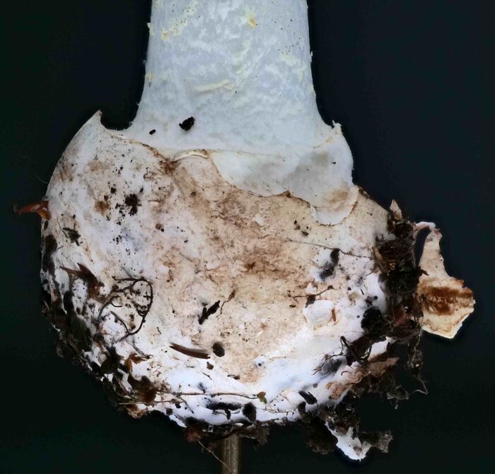 Amanita citrina – Gelber Knollenblätterpilz, markant ist die gerandet abgesetzte Stielknolle