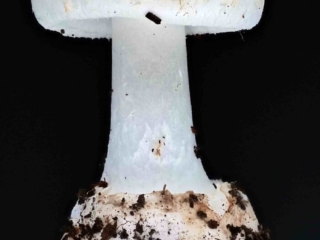 Amanita citrina – Gelber Knollenblätterpilz, typische Knollenform