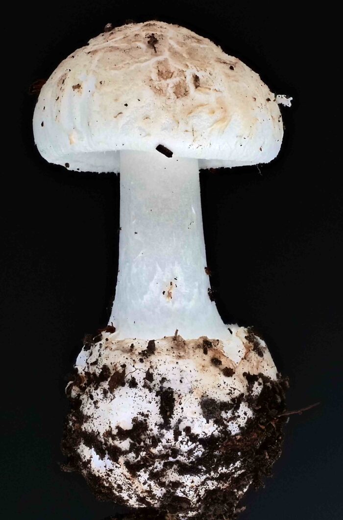 Amanita citrina – Gelber Knollenblätterpilz, typische Knollenform