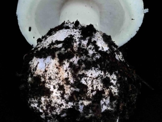Amanita citrina – Gelber Knollenblätterpilz, Blick auf das Velum partiale, welches die Lamellen schützt