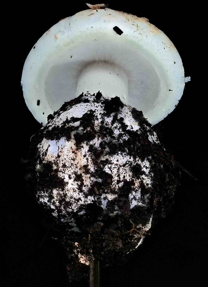 Amanita citrina – Gelber Knollenblätterpilz, Blick auf das Velum partiale, welches die Lamellen schützt