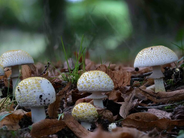 Amanita franchetii – Gelbflockiger Wulstling, Gruppe unter Buchen und Linden wachsend