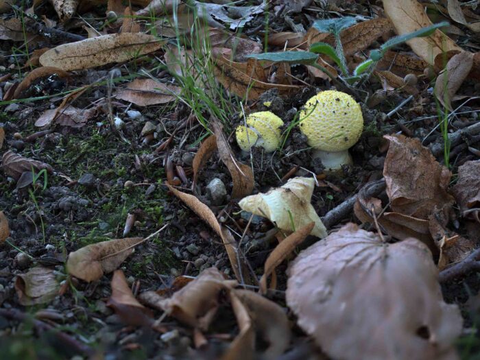 Amanita franchetii – Gelbflockiger Wulstling, junge Fruchtkörper mit schöner gelber Färbung