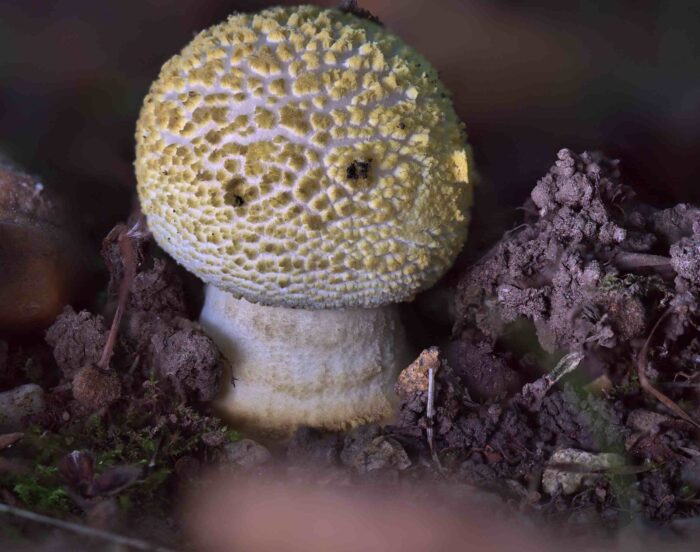 Amanita franchetii – Gelbflockiger Wulstling, Makroaufnahme eines sehr jungen Pilzes