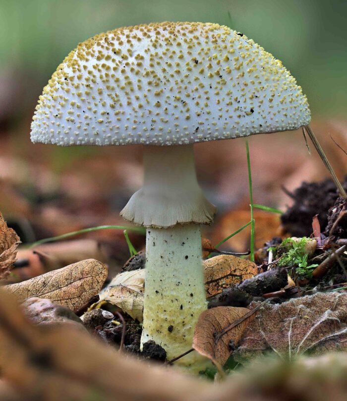 Amanita franchetii – Gelbflockiger Wulstling, deutliche sichtbare, kegelförmige, gelbe Velumflocken