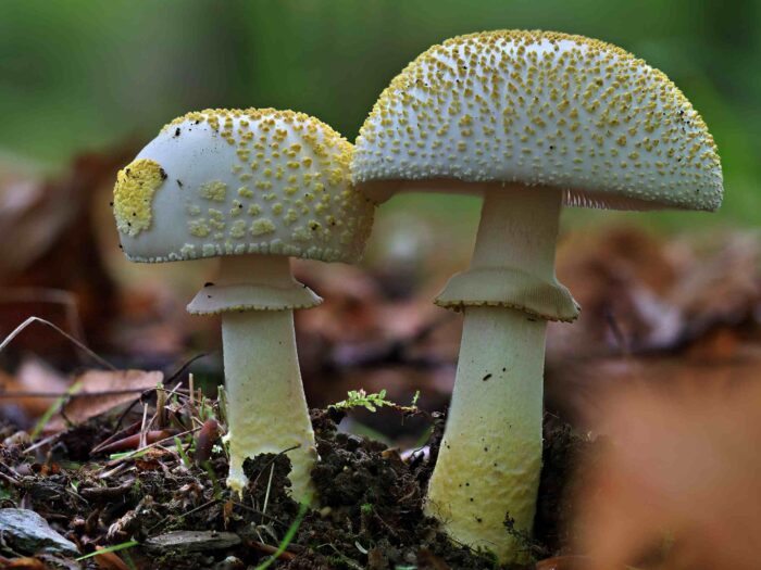 Amanita franchetii – Gelbflockiger Wulstling, einfach traumhaft schöne Pilze