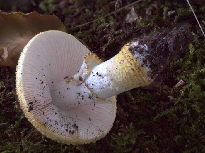 Amanita franchetii – Gelbflockiger Wulstling, Blick unter den Hut