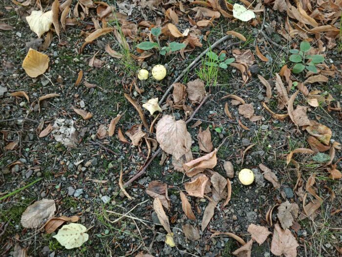 Amanita franchetii – Gelbflockiger Wulstling, ganz junge Fruchtkörper