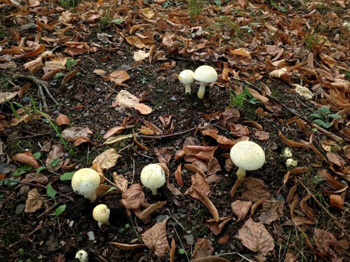 Amanita franchetii – Gelbflockiger Wulstling, ein seltener Pilz , welcher so schön gelb ebenso selten ist