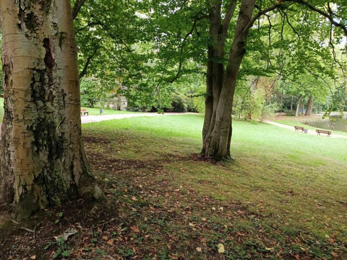 Amanita franchetii – Gelbflockiger Wulstling, Standort in einem park unter Buche und Linde