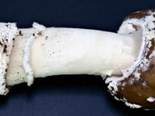 Amanita pantherina &ndash; Pantherpilz, typisch die abgesetzte Knolle mit dem &bdquo;Bergsteigers&ouml;ckchen&ldquo;