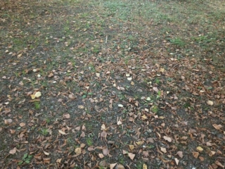 Amanita pantherina &ndash; Pantherpilz, kleine Pantherpilze in einem Park