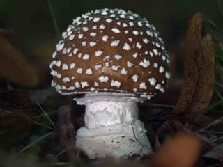Amanita pantherina &ndash; Pantherpilz, typisch die kreisf&ouml;rmig angeordneten, kegelf&ouml;rmigen Velumflocken
