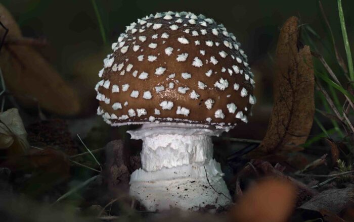 Amanita pantherina – Pantherpilz, typisch die kreisförmig angeordneten, kegelförmigen Velumflocken