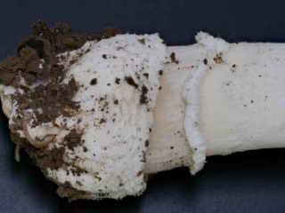 Amanita pantherina &ndash; Pantherpilz, Makroaufnahme der typisch die abgesetzte Knolle mit dem &bdquo;Bergsteigers&ouml;ckchen&ldquo;