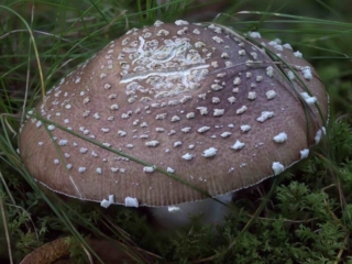 Amanita pantherina &ndash; Pantherpilz, typisch die ringf&ouml;rmig angeordneten, kegelf&ouml;rmigen Velumflocken