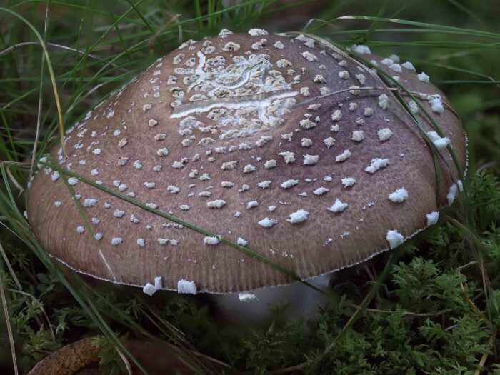 Amanita pantherina – Pantherpilz, typisch die ringförmig angeordneten, kegelförmigen Velumflocken