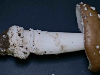 Amanita pantherina &ndash; Pantherpilz, typisch die abgesetzte Knolle