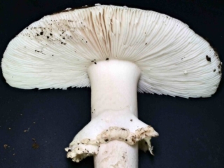 Amanita pantherina &ndash; Pantherpilz, typisch ist die glatte, ungeriefte Manschette am Stiel