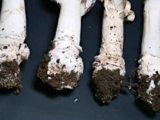 Amanita pantherina &ndash; Pantherpilz, unterschiedliche Wuchsformen der abgesetzte Knolle mit dem &bdquo;Bergsteigers&ouml;ckchen&ldquo;