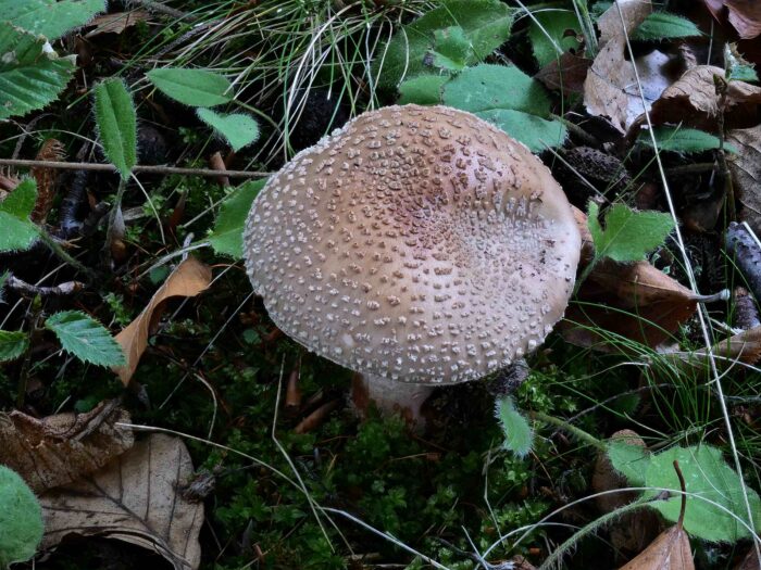 Amanita rubescens – Perlpilz, aufgeschirmter Fruchtkörper