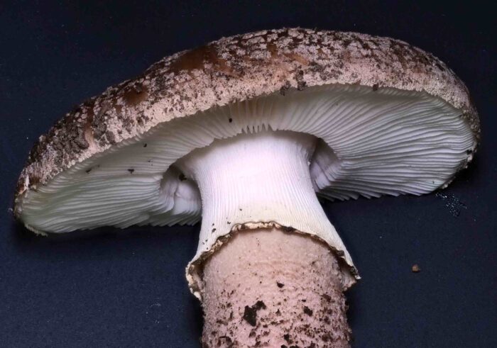 Amanita rubescens – Perlpilz, die Manschette ist deutlich gerieft