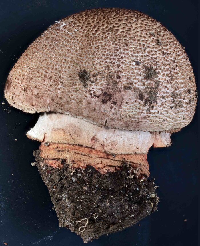 Amanita rubescens – Perlpilz, kleines Exemplar, so wie man sie gerne sammeln will