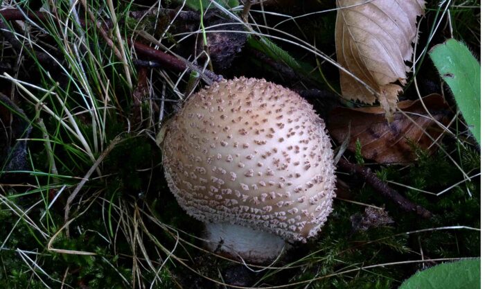 Amanita rubescens – Perlpilz, noch geschlossener, kugelförmiger Fruchtkörper