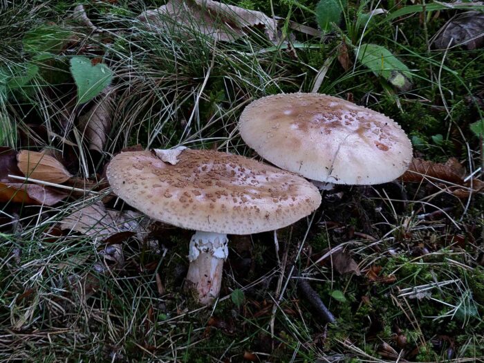 Amanita rubescens – Perlpilz, Gruppe aufgeschirmter Fruchtkörper