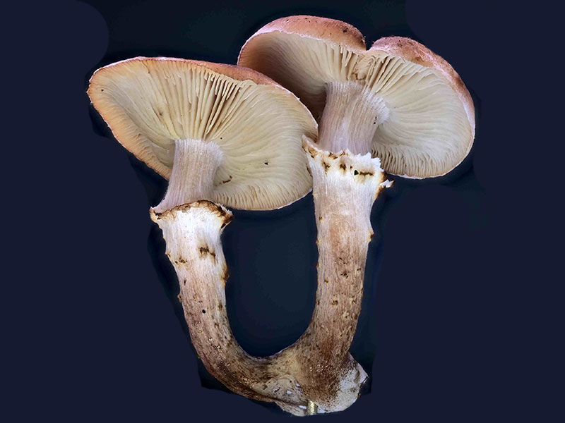 Armillaria ostoyae – Gemeiner Hallimasch, Pilzschule-Vogtland