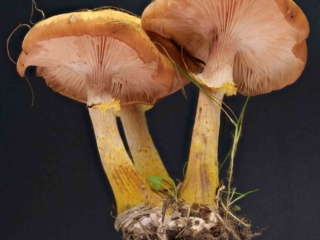 Armillaria cepistipes – Zwiebelfüßiger Hallimasch, typisch ist auch der gelb gefärbte Stiel