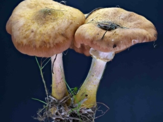 Armillaria cepistipes – Zwiebelfüßiger Hallimasch, 2 Pilze mit allen typischen Merkmalen