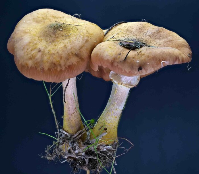 Armillaria cepistipes – Zwiebelfüßiger Hallimasch, 2 Pilze mit allen typischen Merkmalen