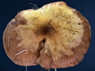 Armillaria cepistipes – Zwiebelfüßiger Hallimasch, hygrophane Hutoberfläche mit durchscheinenden Lamellen