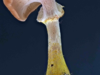 Armillaria cepistipes – Zwiebelfüßiger Hallimasch, wunderschöner Pilz mit der typischen, zwiebelförmigen Stielbasis