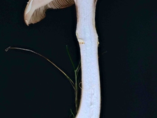 Armillaria cepistipes – Zwiebelfüßiger Hallimasch, Längsschnitt