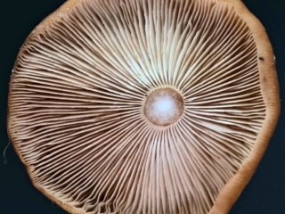 Armillaria cepistipes – Zwiebelfüßiger Hallimasch, die Lamellenschneiden sind gezahnt