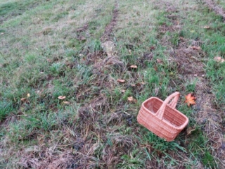 Armillaria cepistipes – Zwiebelfüßiger Hallimasch, Fundort am Waldrand im Gras